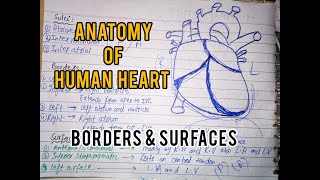 Anatomy of Heart  Grooves sulci  Borders  Surfaces  PharmD By Muneeb [upl. by Llerref632]