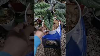 Alocasia Sinuata Borneosis alocasia plants aesthetic live garden shorts trending fyp foryou [upl. by Birck706]