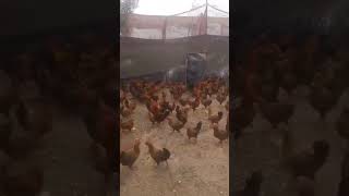 دجاج اكسبلور اغنام birds طيوري متابعه زغاليل حمام طيور دواجن [upl. by Cob]