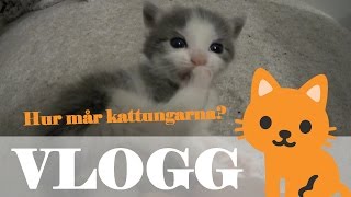 HJÄLP OSS MED NAMN TILL KATTUNGARNA  Gör om hemma  VLOGG 96 [upl. by Inama]