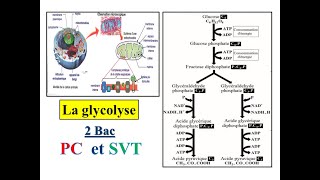 La glycolyse  2 Bac PC et SVT [upl. by Aihsotal]