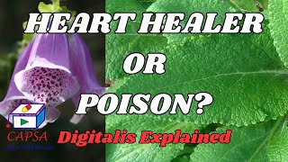 Digitalis The Heart Healing Plant  Pharmacognosy Explained  Benefits Risks amp Uses [upl. by Chloette]