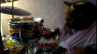 Best drummer cat ever [upl. by Harrison]