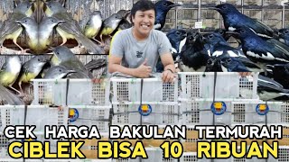 BONGKAR HARGA BAKULAN BURCIL OMBYOKAN CUMA 10 RIBUAN DIKIOS SKJ TERBARU PASAR BURUNG PRAMUKA [upl. by Knowles50]