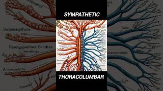 origin of sympathetic and parasympathetic nervous system [upl. by Eberhard]