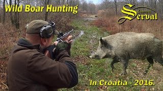 Wild boar hunting in Croatia 2016  part 2  Drückjagd in Kroatien 2016 [upl. by Erdna173]