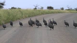 Guineafowl launchpad [upl. by Westlund115]