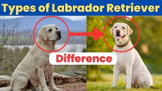 How Many Types Of Labrador Retriever  Labrador कितनी तरह के होते है  Labrador Facts In Hindi [upl. by Ermine]