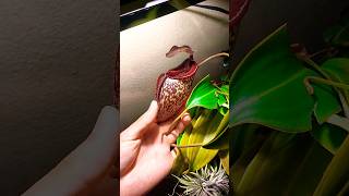 Nepenthes talangensis x maxima quotlady Paulinequot carnivorousplants pitcherplant nepenthes [upl. by Hunt]