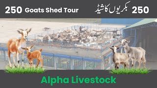 Goat Shed Tour  Alpha Livestock [upl. by Yendys]