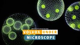 Volvox Properties Under Microscope Neurotech [upl. by Anoblav]