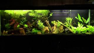 Cyanobacteria and why Ill never fully eradicate it from my Aquaria [upl. by Colt]