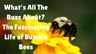 Whats All The Buzz About The Fascinating Life of Bumble Bees bees bumblebee [upl. by Acisej221]