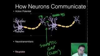 AP Psychology  BioPsych  Part 2  Neurons [upl. by Esac]