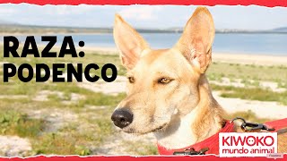 Características del PODENCO ANDALUZ 🐶🥇 [upl. by Merceer403]