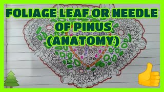 Anatomy of foliage leaf of Pinus  Gymnosperms [upl. by Simara251]