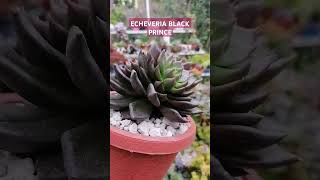 Echeveria con 4 cabezas todo un espectáculo admirarla 🥰gardenflowers suculents [upl. by Wylen]