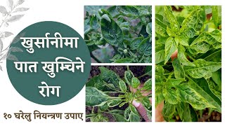 Leaf CuppingCurlingViral Disease of Chilly  अकबरे खुर्सानीको पात र मुन्टा खुम्चिने रोग [upl. by Helbonia]