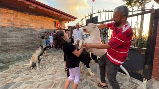 KÖPEKLERİMİZ SEVİLMEKTEN 4 KÖŞE OLDU [upl. by Jelene]