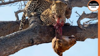 Leopard Exacts Retribution on The Lions For Killing Her Cub [upl. by Nnayt]