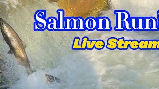 Salmon Run nature salmonrun livestream [upl. by Joiner]