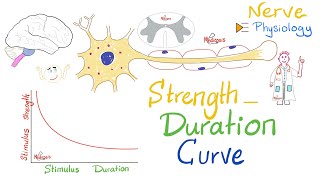 The StrengthDuration Curve  Nerve Physiology [upl. by Armat]