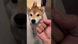 Shiba SCREAMS as owner feeds him [upl. by Atsilac716]