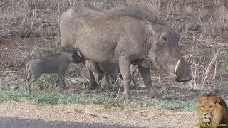 Very Cute Nursing Triplet Baby Warthogs [upl. by Kotto925]