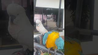 Parrot cockatiel short birds voice fishing [upl. by Akiemehs387]