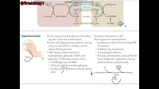 HYPERAMMONEMIA [upl. by Ludvig]