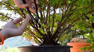 Spiraea japonica quotGoldflamequot yamadori first hard pruning ever Kabudachi  Arkefthos Bonsai [upl. by Whiting]