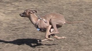 Italian Greyhound running in slow motion  Taz [upl. by Ahsenal]