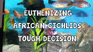 EUTHANIZE│AFRICAN│CICHLIDS│TOUGH DECISION [upl. by Jestude635]