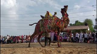 ऊंट का डांस  camel dance video  new marvadi song 2024 dance camel newmusic dancevideo dj [upl. by Sheelah]