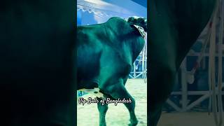 Giant Muscular Holstein Bull  animals cow [upl. by Tnilc193]