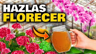 FLORACIÓN SUPREMA en 2 DÍAS Abono Casero para PLANTAS y FLORES Orquídeas Geranios Anturios [upl. by Niaz813]