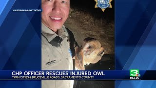 CHP officer rescues injured owl from south Sacramento roadway [upl. by February]