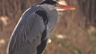 Herken de blauwe reiger Ardea cinerea [upl. by Aremahs]