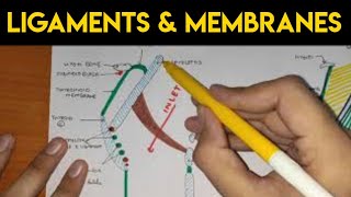 Larynx  3  Ligaments amp Membranes of Larynx [upl. by Raynell777]