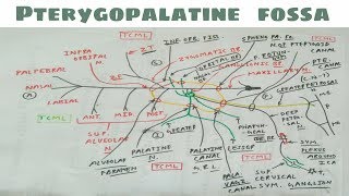 Pterygopalatine Fossa  4  Maxillary Nerve and Sphenopalatine Ganglion [upl. by Sucramrej]