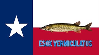 Fishing Plant  Pegue Um Esox Vermiculatus  Lone Star 08 [upl. by Finnie]