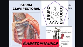 aponeurosis clavipectoral [upl. by Cheshire781]