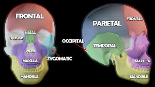 Skull Anatomy 101 [upl. by Lebasile]