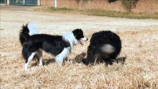 Border Collie dogs playing and training  Dog TV Working Dog Channel [upl. by Griffin]