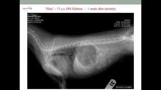 Tracheal Collapse in Dogs [upl. by Tica]