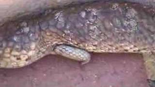 Bobtail Lizard climbing Stairs [upl. by Cheria]