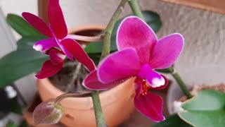 Flores Cattleya Tolumnia Dendobrium Phalaenopsis e Mais [upl. by Adohr]