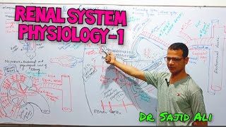 Renal System Physiology  Renal blood Flow  Kidney  Types of Nephron [upl. by Eitsyrhc972]