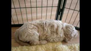 Nestje 2012  Week 7 video 4  Freonskip Australian Labradoodles [upl. by Hammer110]