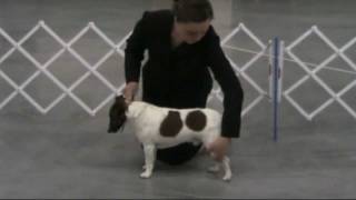 3b Stacking Oregon 4H Dog Showmanship Project [upl. by Ji753]